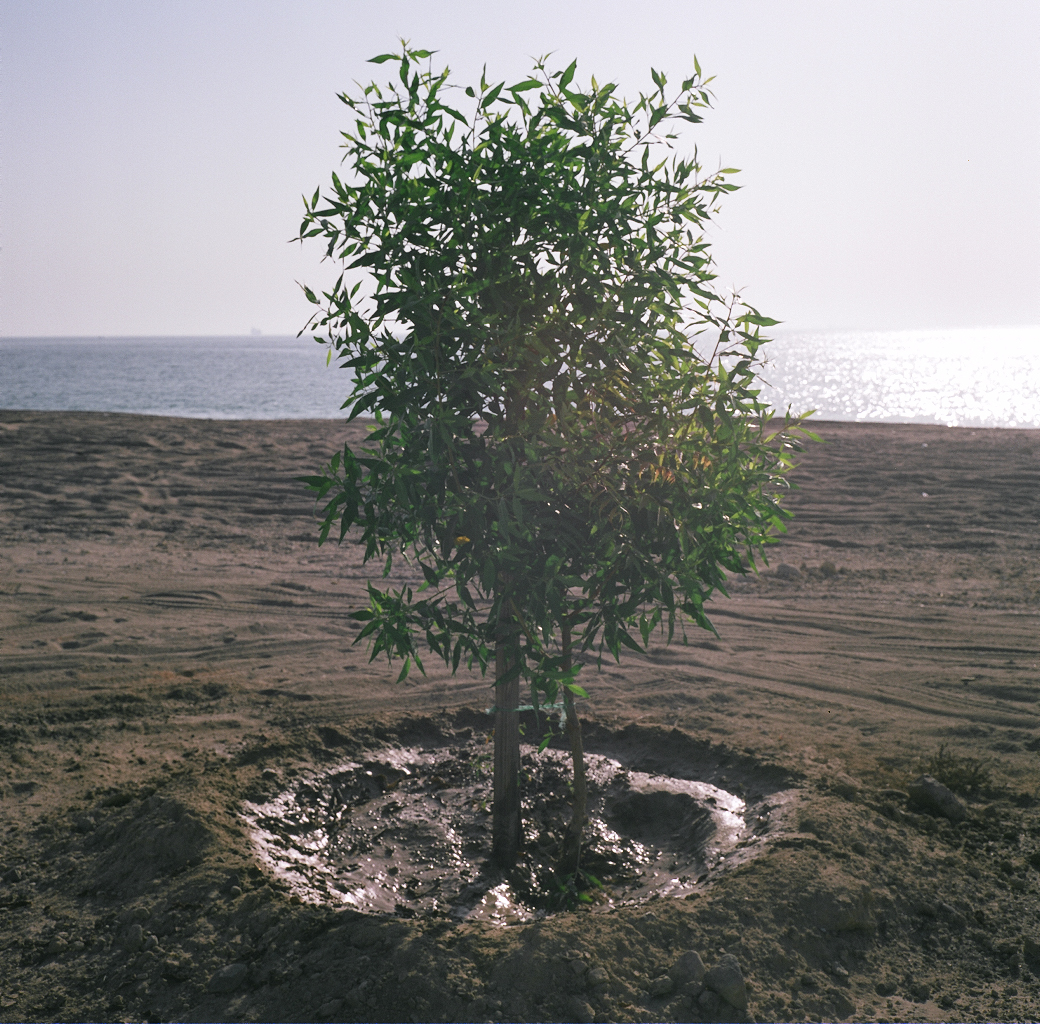 Portrait of a Territory, Sharjah Image