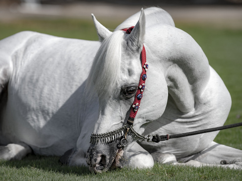 Equine Photography