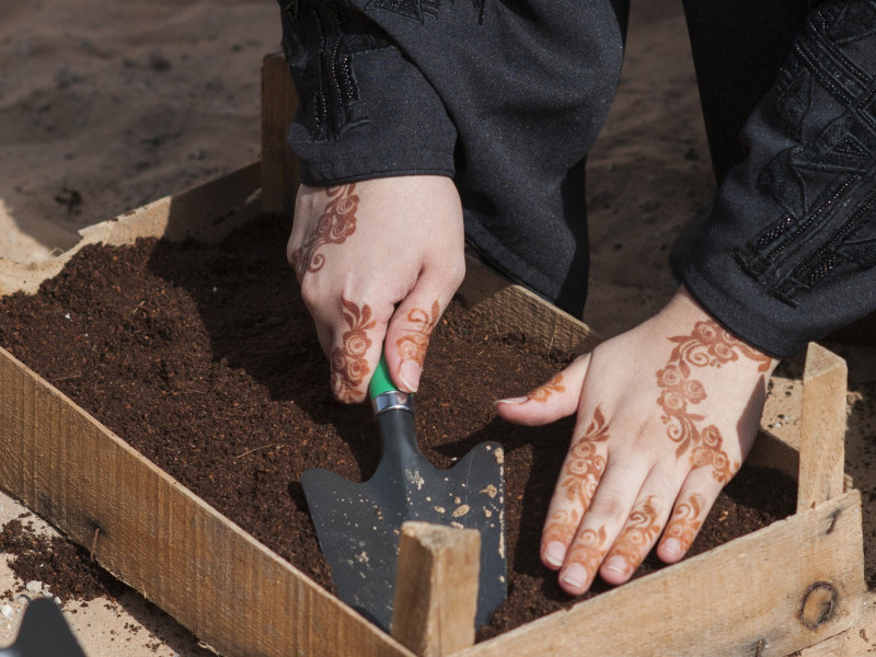 Organic Compost