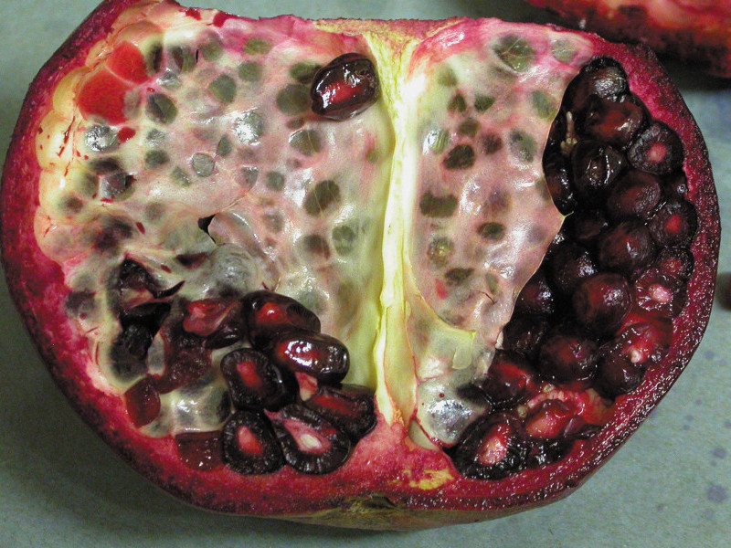 The Pomegranate