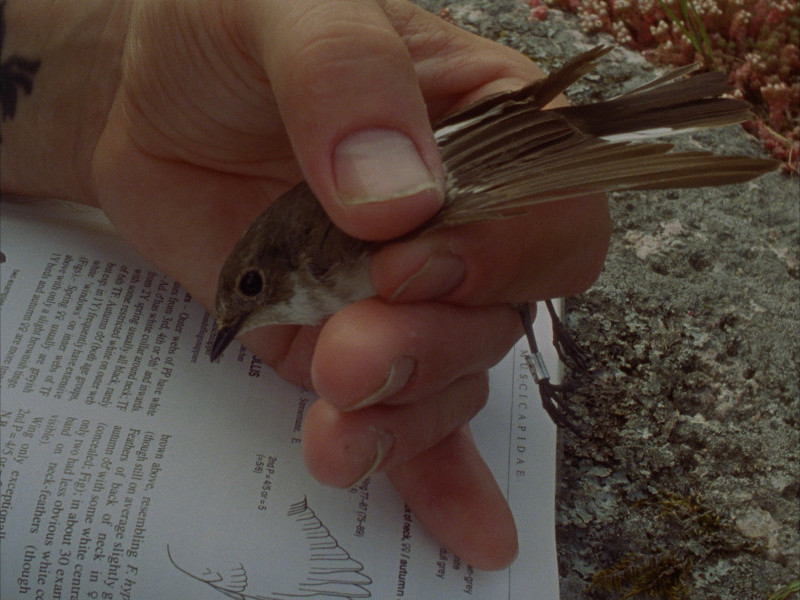 Passerine in Time (2018)