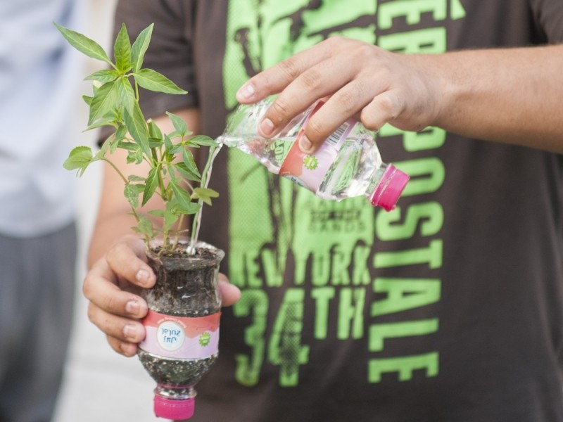 Excursion: Medicinal Plants in Islamic Culture